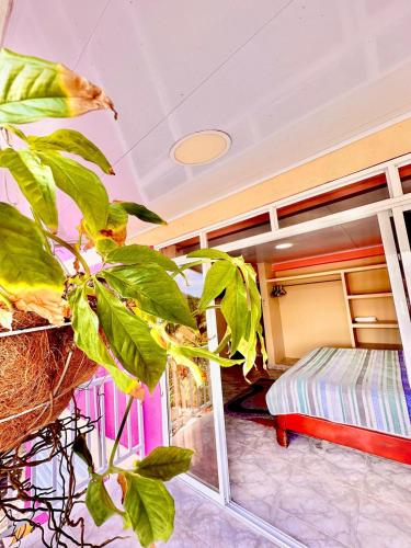 a room with a bed and a plant at Posada Seven Colours Ocean in Providencia