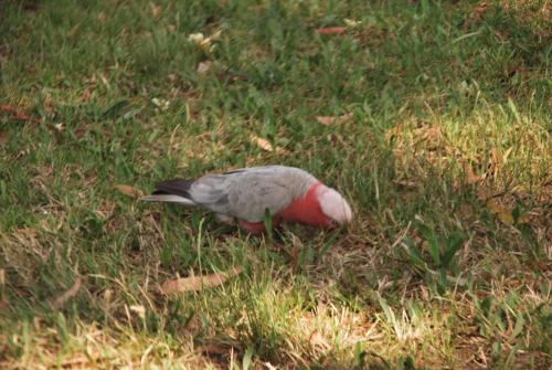 a bird standing in the grass in the grass at Pascoe Vale South, Vic, Australia stay with Domi in Melbourne