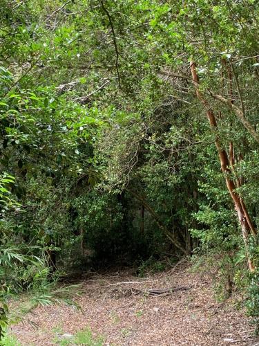 a trail in the middle of a forest with trees at Chalet con Tinaja LicanRay in Challupen