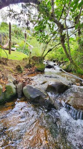a stream of water with rocks and a cow in the background at Glamping Bellavista - Escapada Romántica en el Lago Calima in Darién