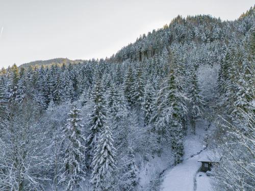 a snow covered hillside with a forest of trees at Yosi im Brixental in Wörgler Boden
