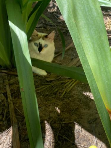 a cat is sitting under a green plant at Pousada Águas de Tamandaré in Tamandaré