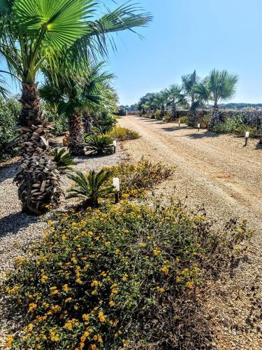 Κήπος έξω από το Casa Armonia