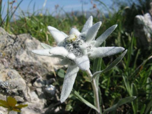 Billede fra billedgalleriet på Herz Romy Ahorn Comfortable holiday residence i Mittelberg