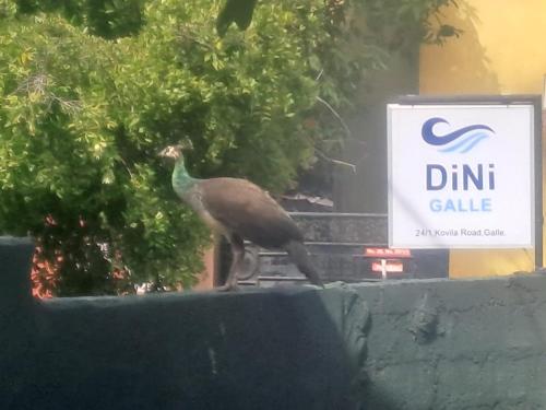 a bird standing on a wall next to a sign at DiNi Galle in Galle