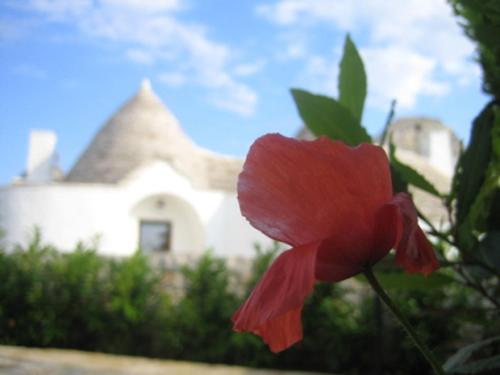 un fiore rosso di fronte a una casa bianca di La Trullesa Holiday ad Alberobello