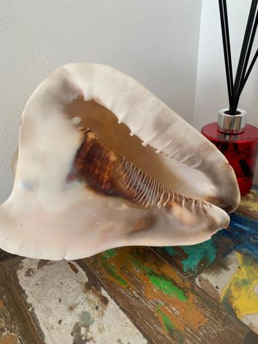 a shell sitting on top of a table at Vue mer sur la Marina, Le Juliana in Pointe-à-Pitre