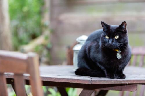 Pet or pets staying with guests at Veeve - Al Fresco Dream 