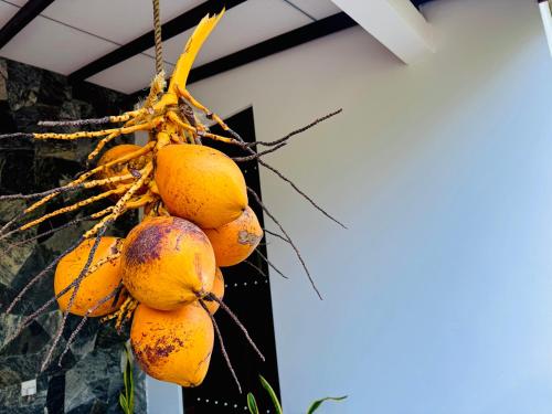 a bunch of fruit hanging from a tree at Village Life Mihinthale in Anuradhapura