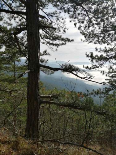 a tree on a hill with a view at Planinska kuća Mitrović in Divčibare