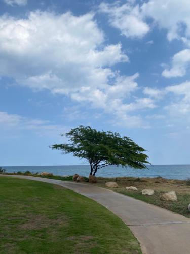 a tree on the side of a road near the ocean at Sifah seaCottage in Muscat