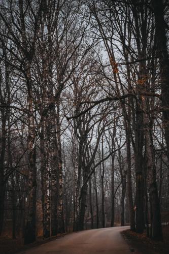 a road in the middle of a forest with trees at Upene Home in Iecava
