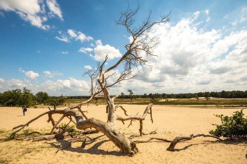 a dead tree in the sand on a beach at Harmony Room At The Best Location in Tilburg