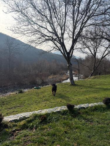 a cow standing in a field next to a tree at Къща За Гости Двата Ореха in Protopopintsi