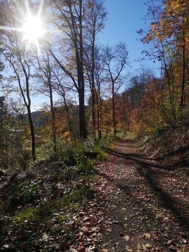 a dirt road in the woods with the sun shining at Ferienwohnung in Waldrandlage in Nationalpark Schleiden / Eifel in Schleiden