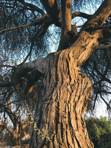 a large tree with a chain tied to it at Anoosh camp in Aswan