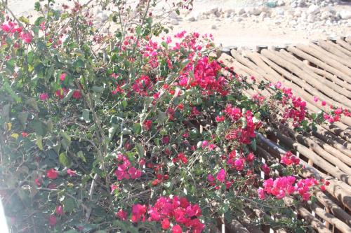 a bunch of pink flowers in a flower pot at La Maison des Vagues in Sidi Kaouki