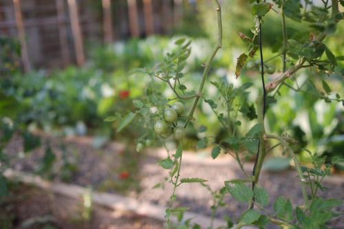 a bunch of green grapes on a plant in a garden at Garden House Rice Field and Mountain View in Luang Prabang