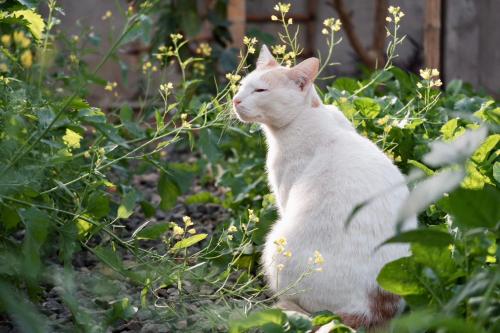 a white cat is sitting in the grass at Garden House Rice Field and Mountain View in Luang Prabang