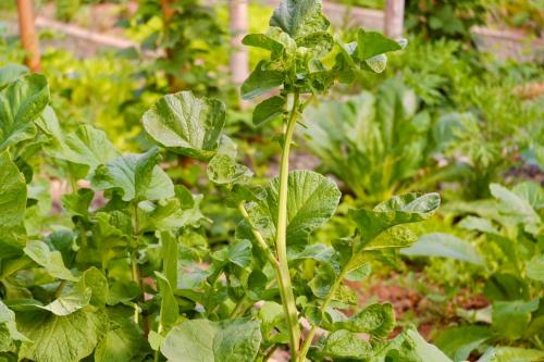 a plant with green leaves in a garden at Garden House Rice Field and Mountain View in Luang Prabang