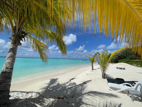 a beach with chairs and a palm tree and the ocean at Blue Village in Maamigili