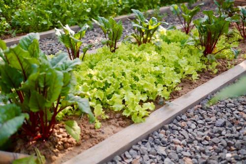 a garden with green lettuces and other plants at Garden House Rice Field and Mountain View in Luang Prabang