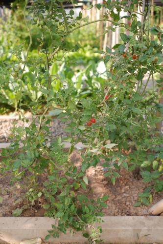 a plant with red berries on it in a garden at Garden House Rice Field and Mountain View in Luang Prabang