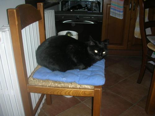 a black cat sitting on top of a chair at Affittacamere La Fornace in Rigomagno