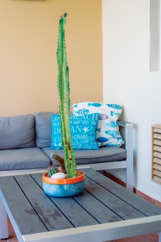 a cactus sitting on a coffee table in a living room at El Combate Condos, Enjoy Ocean Views and Pool Fun in Boqueron