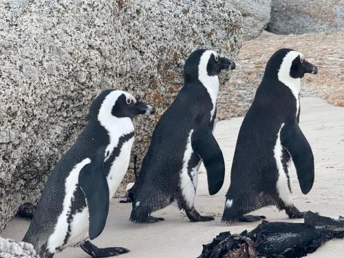 ゲストハウスの敷地内または近くにいる動物