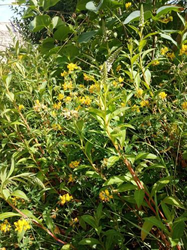 a bush with yellow flowers and green leaves at Rose Garden Bayeux in Bayeux