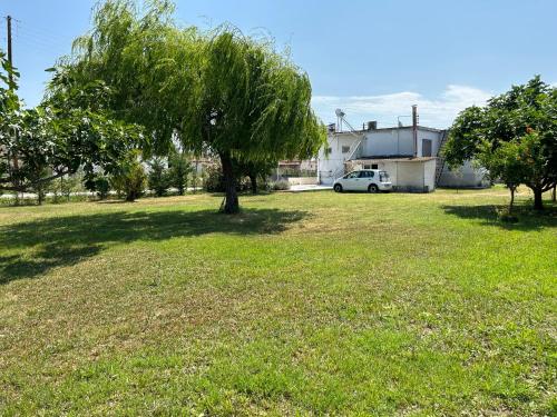 a tree in the middle of a yard with a car at Romeo's Lodge in Khrisokhórion
