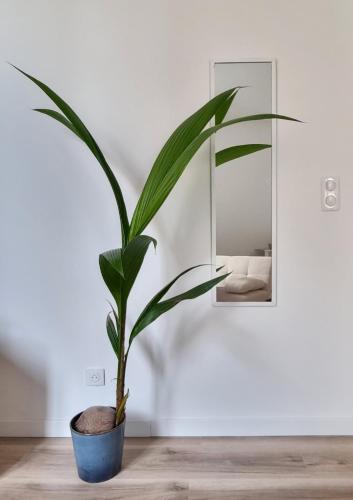 une plante dans un pot bleu sur du parquet devant un miroir dans l'établissement La Savane de VICHY - 4 min GARE, à Vichy
