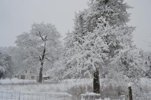 a snow covered tree in a field next to a fence at Gîte La Clef des Champs in Libin
