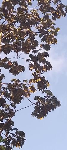 a close up of leaves on a tree at Glamping Manzara in Manizales