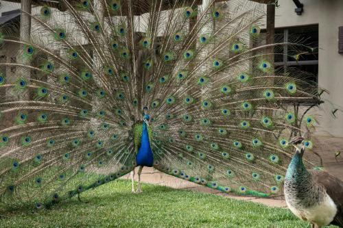 a peacock with its feathers out on the grass at Protea Hotel by Marriott Bloemfontein Willow Lake in Bloemfontein