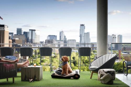 a dog sitting on aooter in a room with a view of a city at The Otis Hotel Austin, Autograph Collection in Austin
