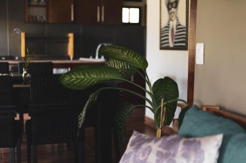a green plant in a living room with a couch at CABAÑA LAGO CALIMA, frente al lago in Calima