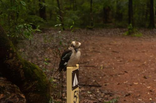 a bird sitting on a sign in the woods at WA Wilderness Camping Experience in Pemberton