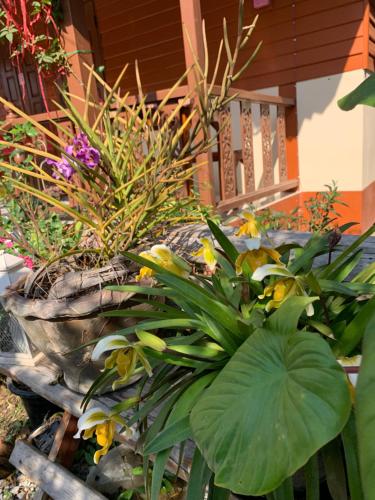 Κήπος έξω από το K Khan Garden at Chiang Khan Walking Street
