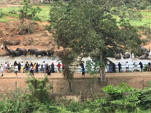 a group of people standing near a river with elephants at Pinnawala Elephant Front View Hotel in Rambukkana