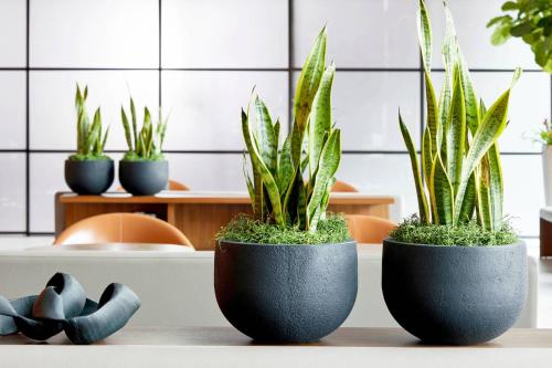 three plants in black pots sitting on a table at AC Hotel by Marriott Greenville in Greenville