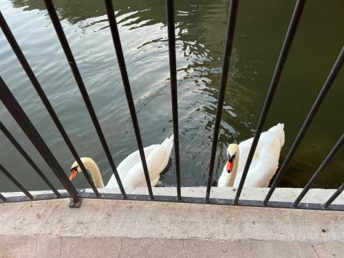 two white ducks are standing next to the water at Logis Hotel La Maison à Pan De Bois in Vierzon