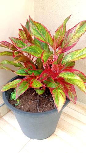 a plant in a pot sitting on a table at Guesthouse Dilush in Beruwala
