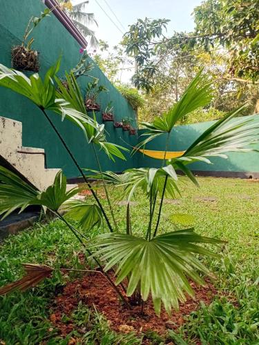 a couple of plants in a yard next to a building at Guesthouse Dilush in Beruwala