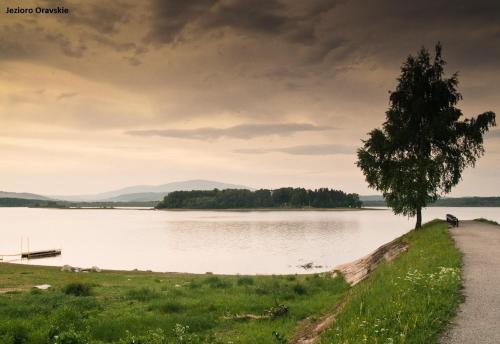 a tree sitting on the side of a lake at Apartament Oravski in Suchá Hora
