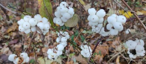 a bunch of white flowers hanging from a tree at Gospodarstwo Agroturystyczne Agroletnica in Świdnica
