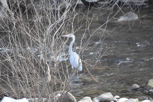 a bird standing on some rocks in the water at Areni Lodge in Areni
