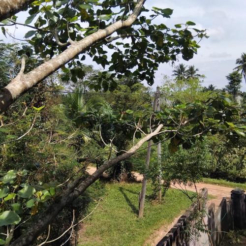 a tree that has fallen on a fence at Janima Home in Gampaha