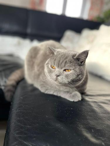 a gray cat laying on top of a couch at Apartmány U Procházků in Český Krumlov